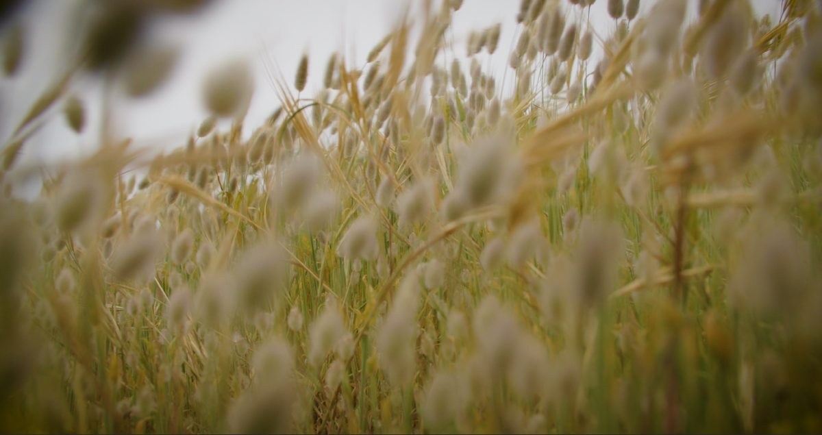 Tall grasses and seed heads bend in the wind under a pale sky near Calais. A still from Nowhere To Go.